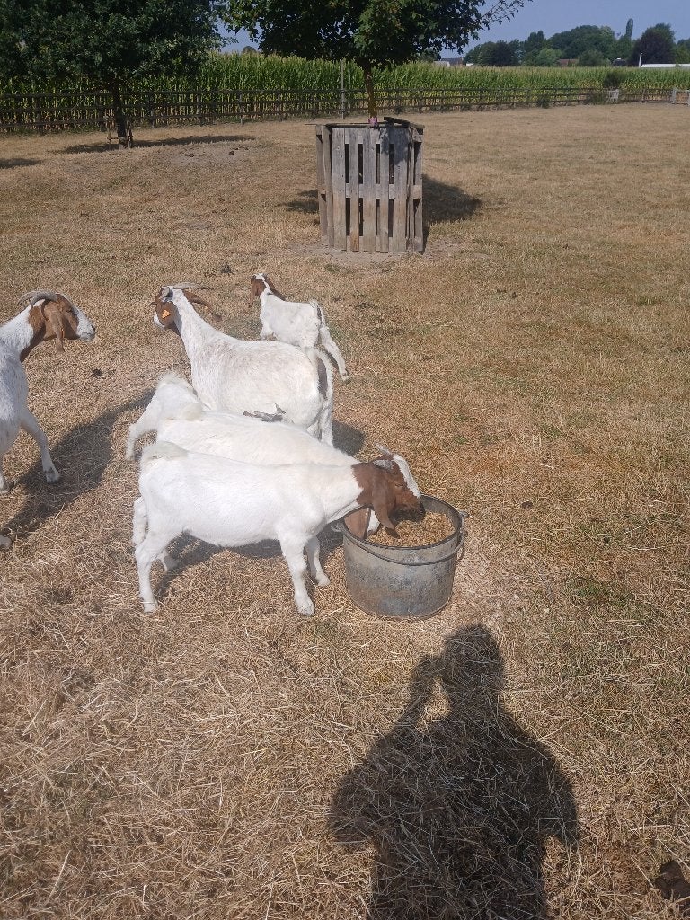 Boergeiten te koop, Animaux & Accessoires, Moutons, Chèvres & Cochons, Chèvre, Plusieurs animaux, 0 à 2 ans