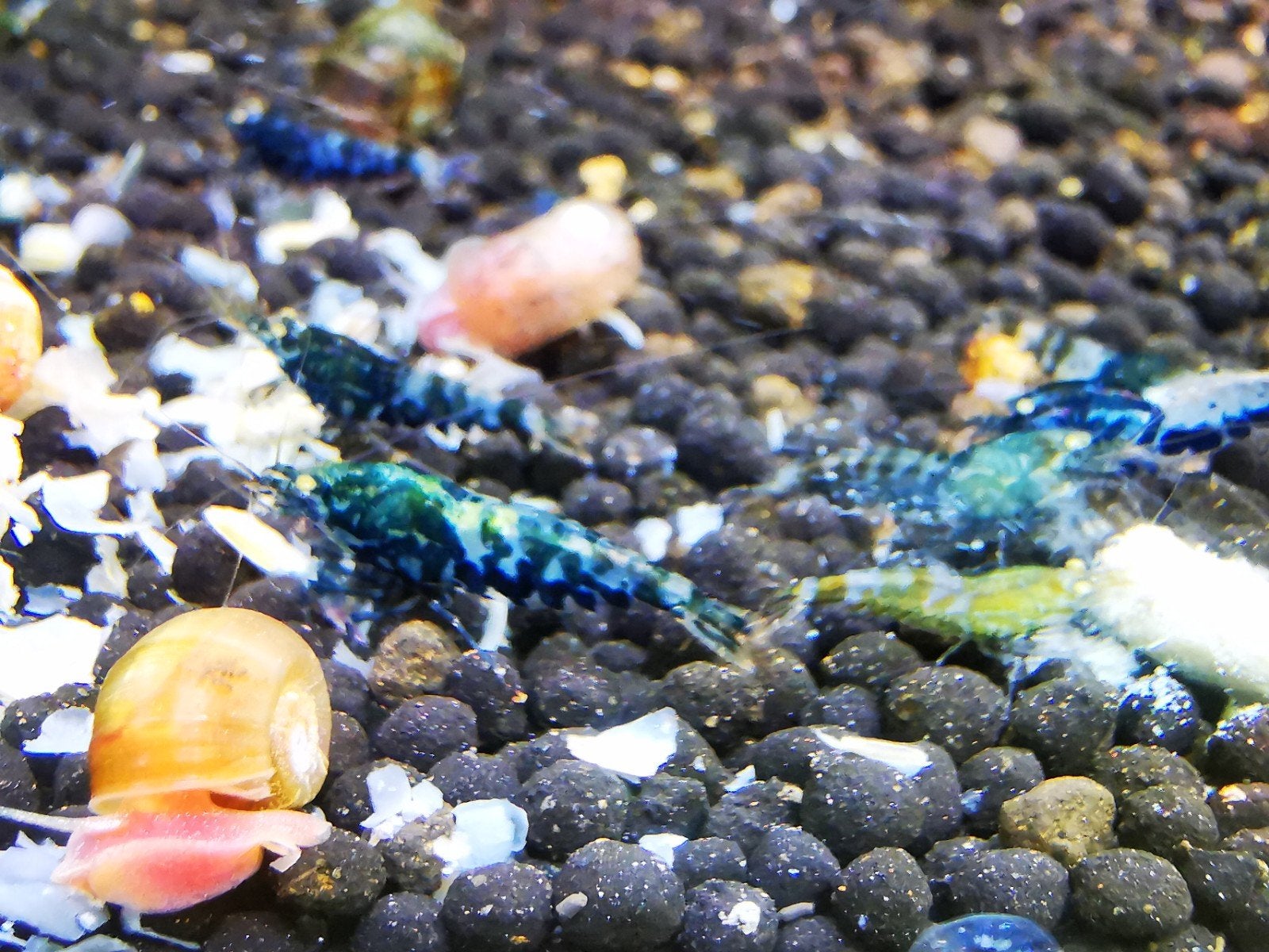 green/blue camo oe garnalen