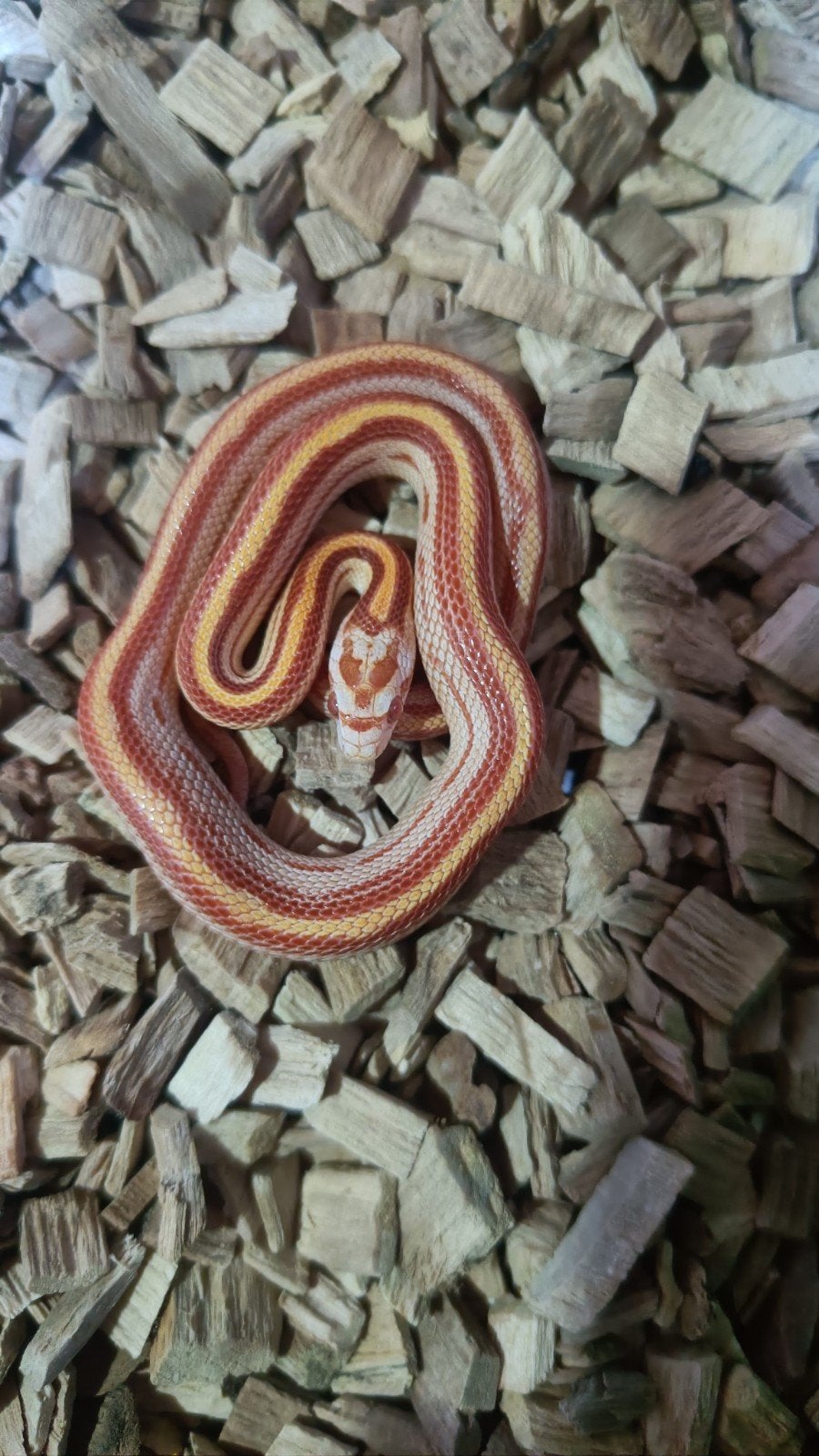 baby korenslangen, Slang, Met terrarium, 0 tot 2 jaar
