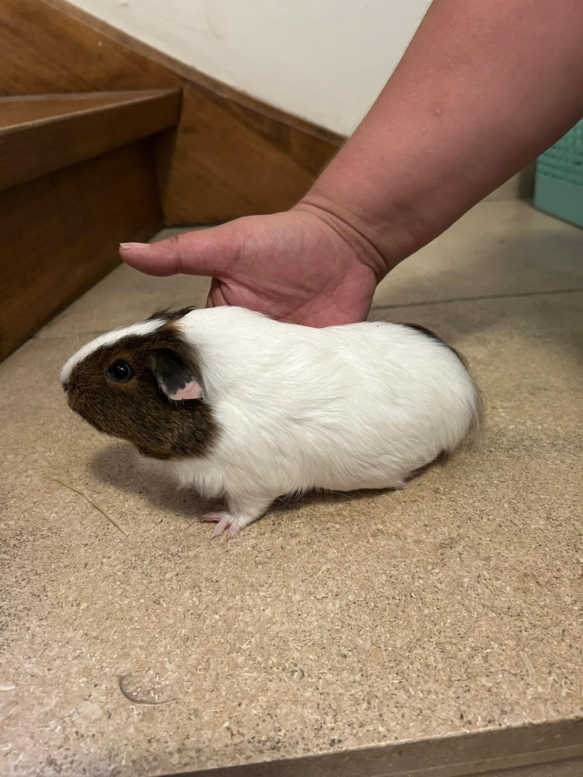 3 zeugjes en 1 beertje cavia, Domestique, Plusieurs animaux, Mai, Cobaye