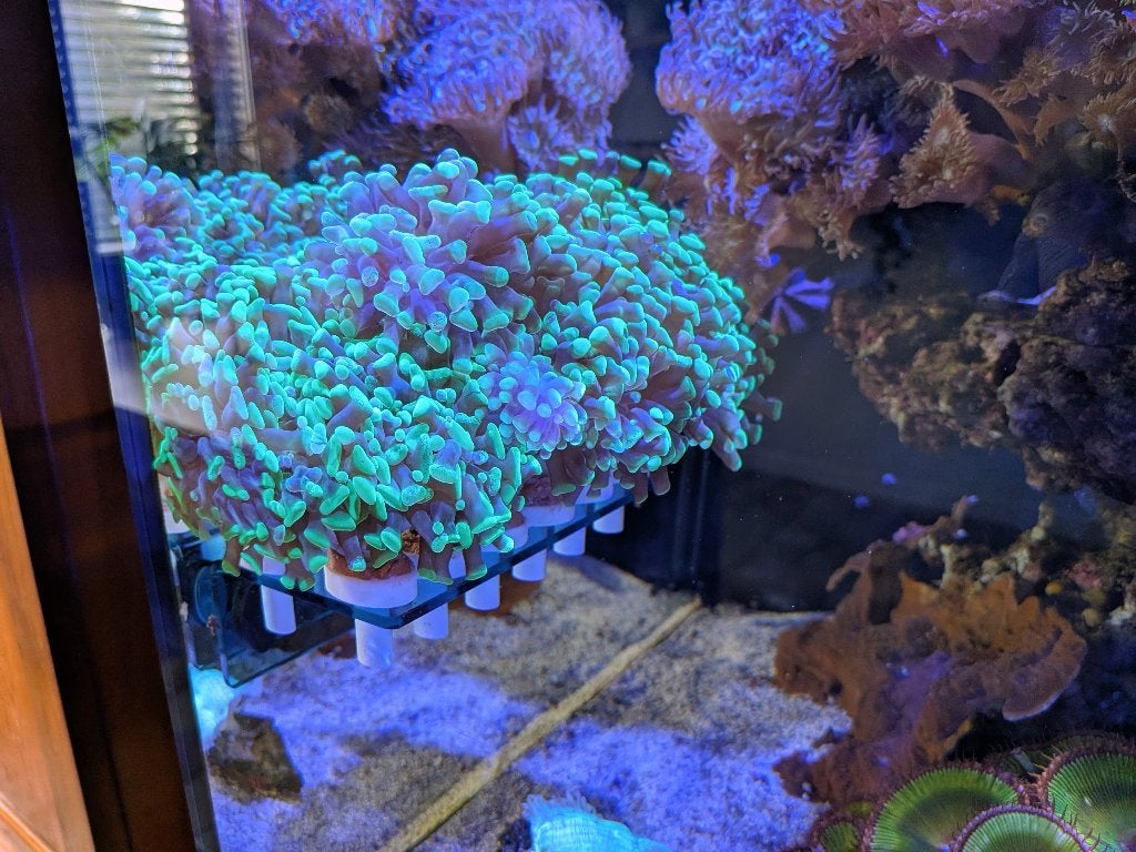 Stekken Euphyllia Ancora Groen, Dieren en Toebehoren, Overige typen