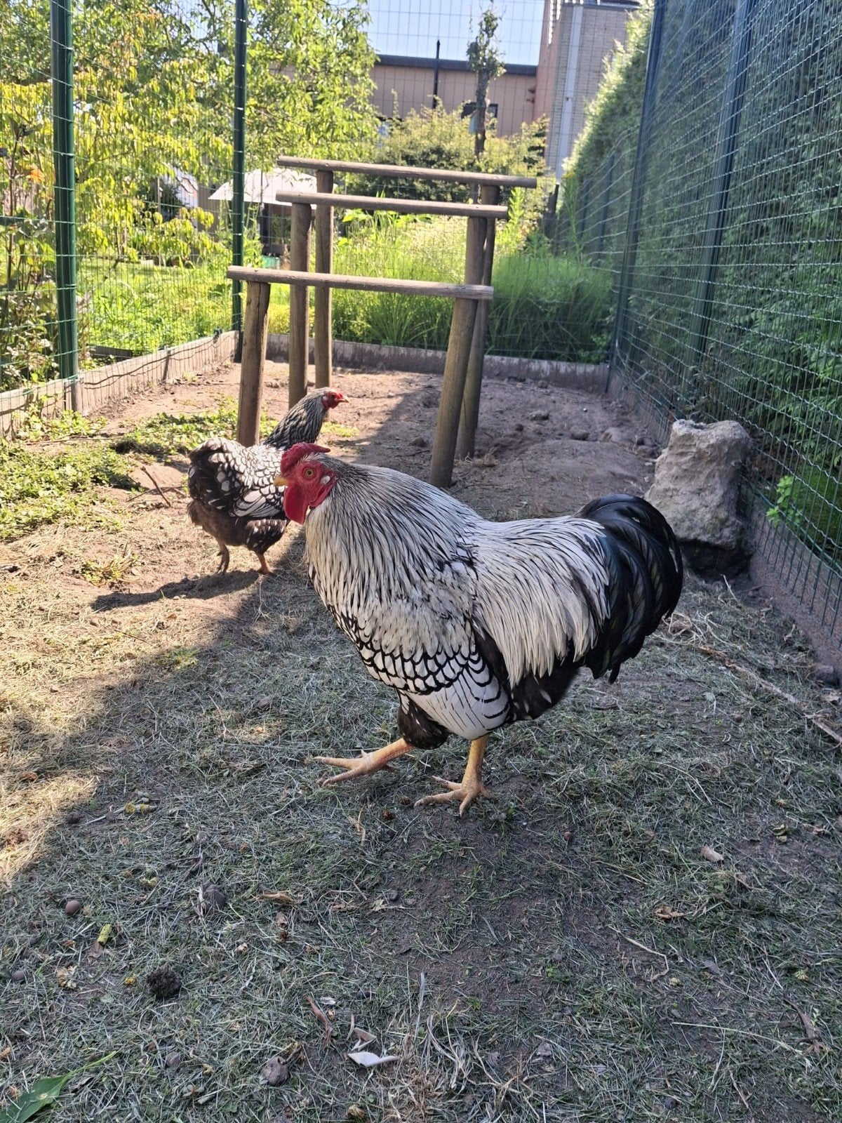Zuivere wyandotte kriel haan, Mâle, Poule ou poulet