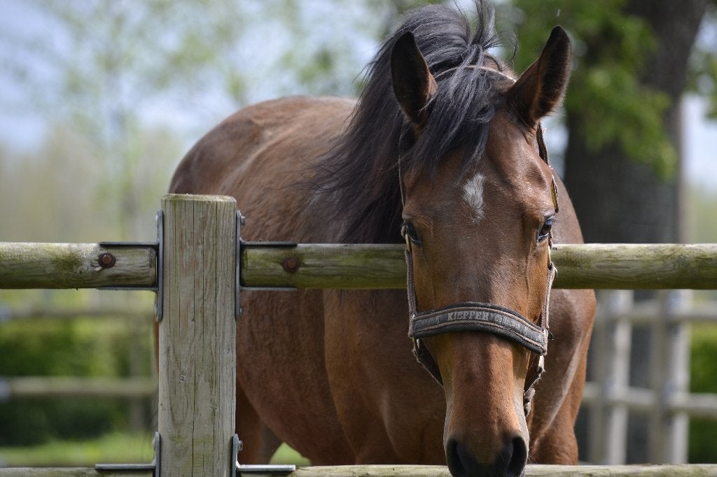 BWP merrie Quasimodo van de Molendreef, Dieren en Toebehoren, Paarden, Merrie, Onbeleerd, 160 tot 165 cm, 3 tot 6 jaar, Springpaard
