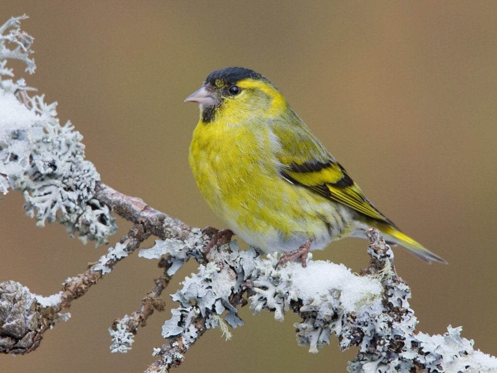 Op zoek naar een zeer tamme elzensijs, Dieren en Toebehoren, Mannelijk, Wildzangvogel, Geringd