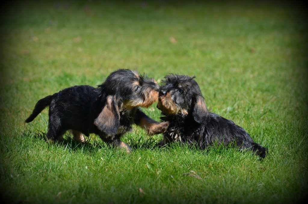 chiots teckel hirsutes, Animaux & Accessoires, Chiens | Teckels & Bassets, Chien (mâle), Poils durs, Éleveur | Professionnel, Plusieurs