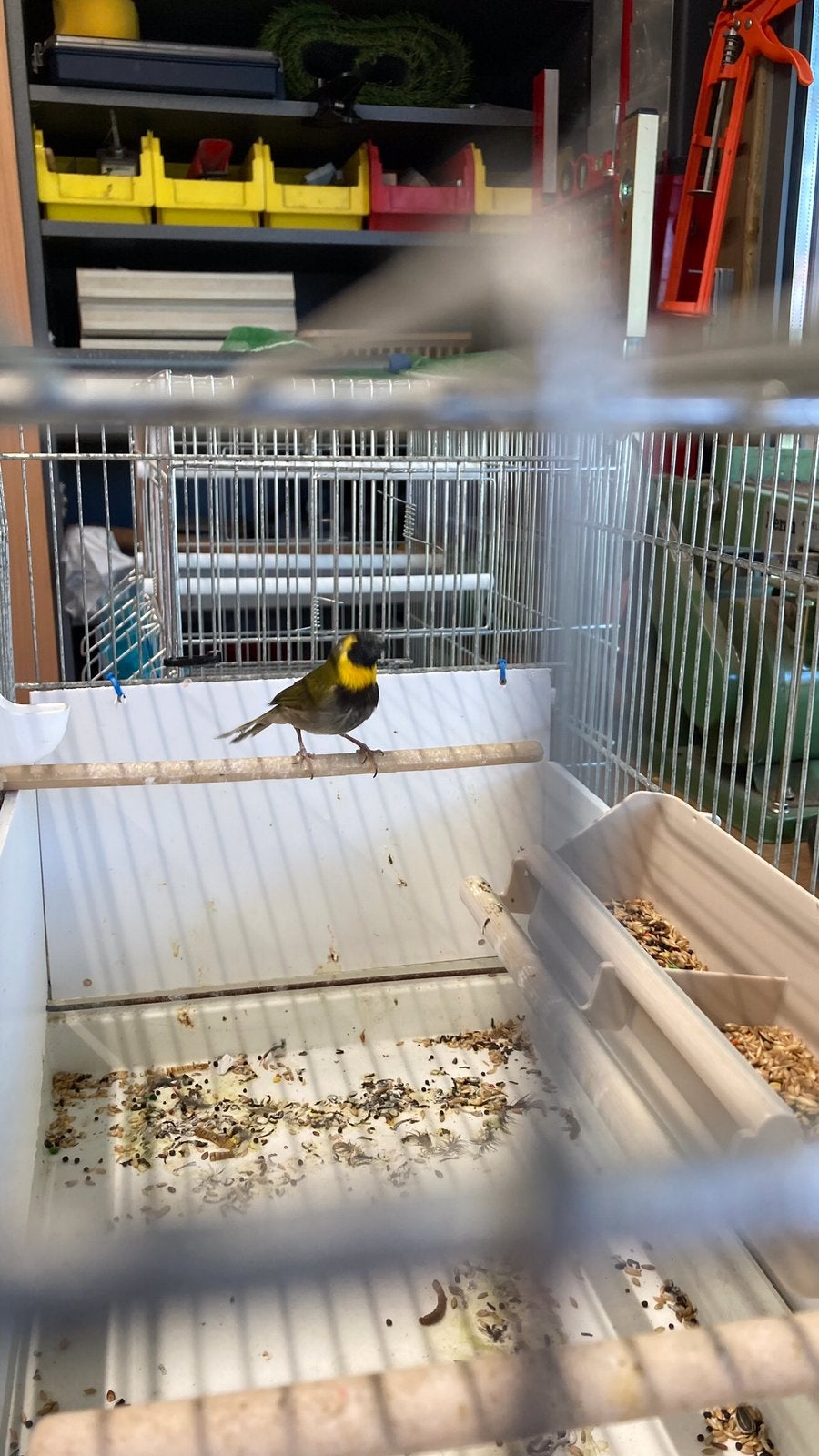 Cubavink man, Dieren en Toebehoren, Vogels | Overige Vogels, Geringd