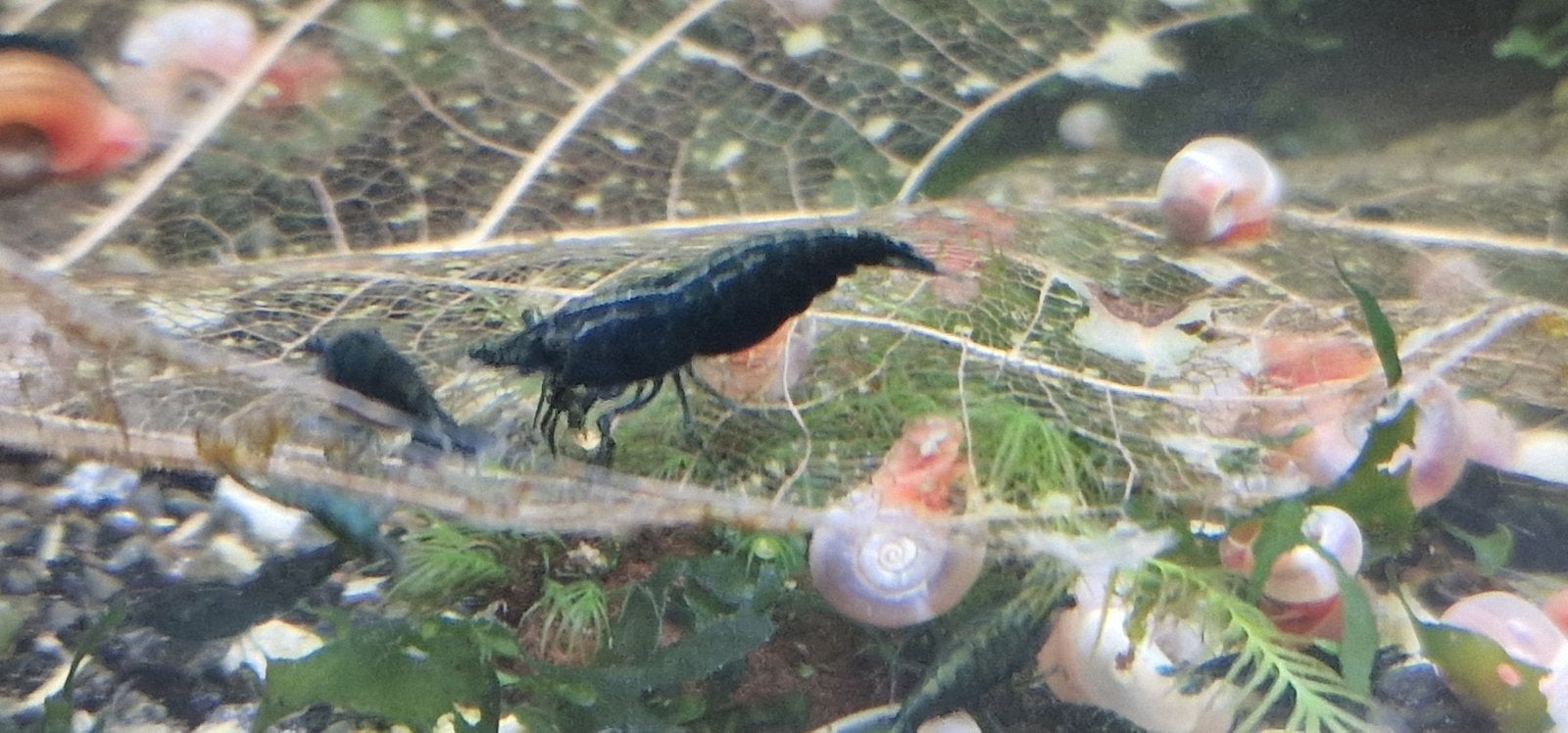 Crevettes vertes au jade