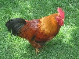 Hanen, Dieren en Toebehoren, Kip