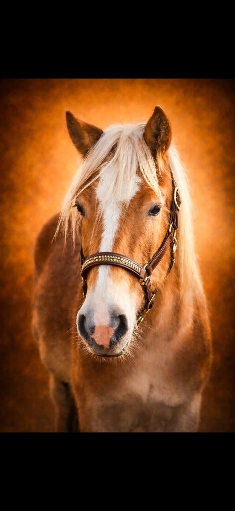 Leuke haflinger ruin te koop!, Dieren en Toebehoren, E pony (1.48m - 1.57m), Met stamboom, Ruin, 0 tot 2 jaar