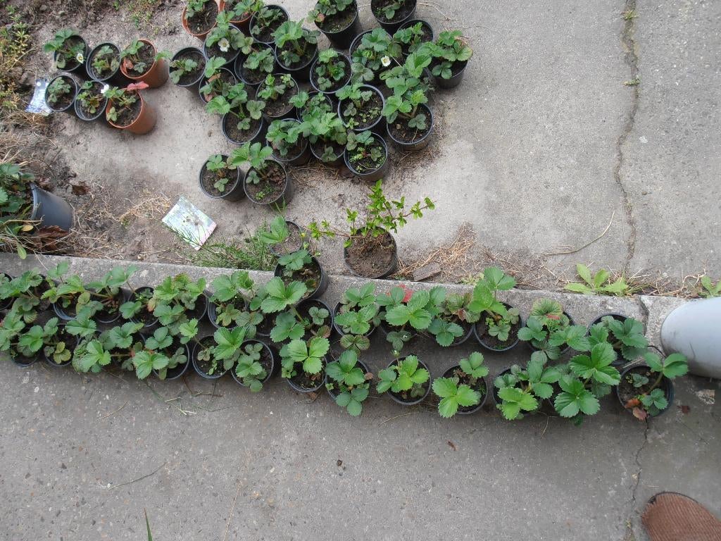 Jonge aardbeiplanten in potje., Tuin en Terras, Planten | Tuinplanten, Ophalen