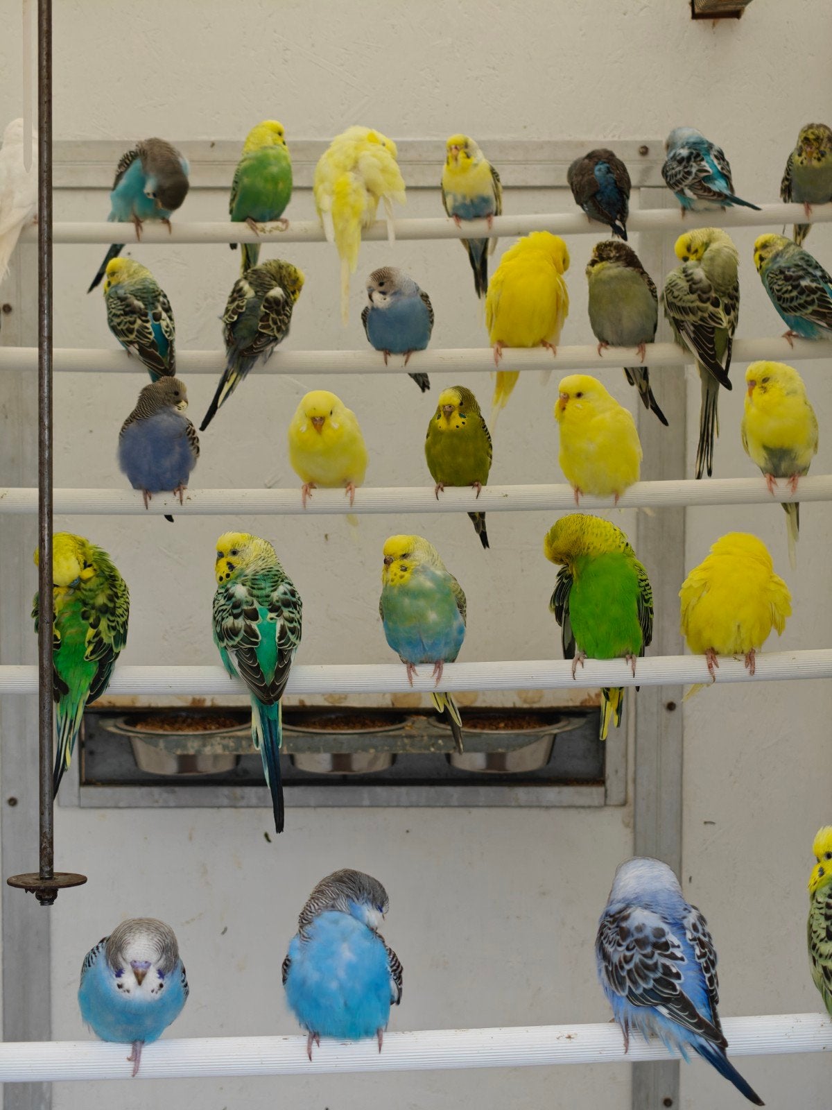 Grasparkieten, Meerdere dieren, Parkiet