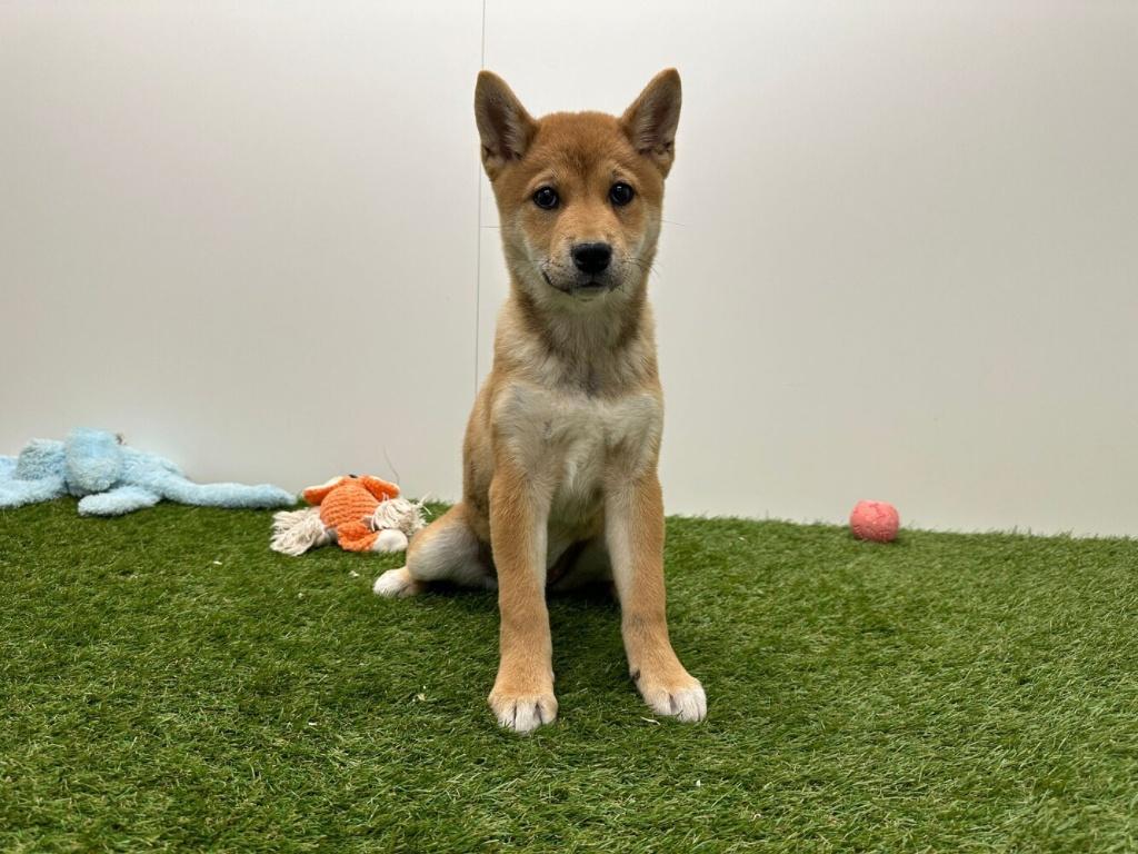 Chiots adolescents Shiba Inu