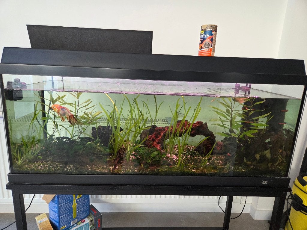 Aquarium Juwel 160l + 1 poisson, Plantes incluses, Aquarium d'eau douce rempli, Enlèvement, Utilisé