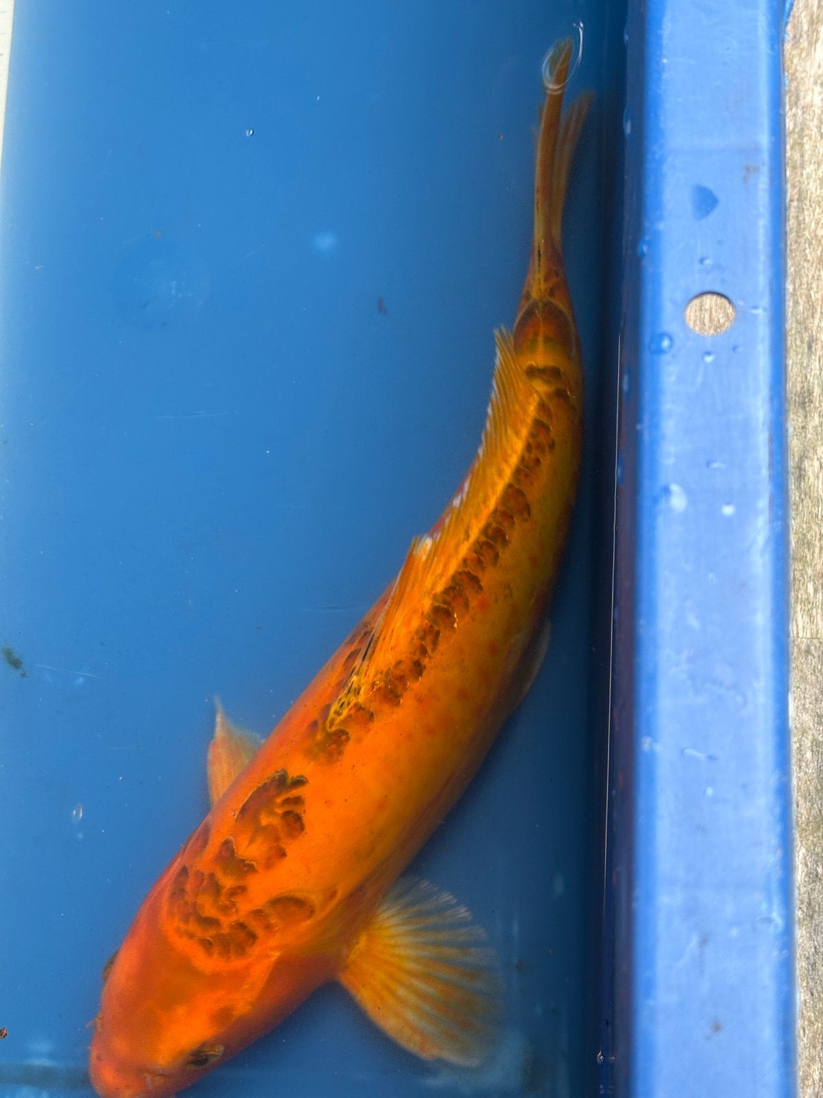 Koi, Dieren en Toebehoren, Karper of Koi