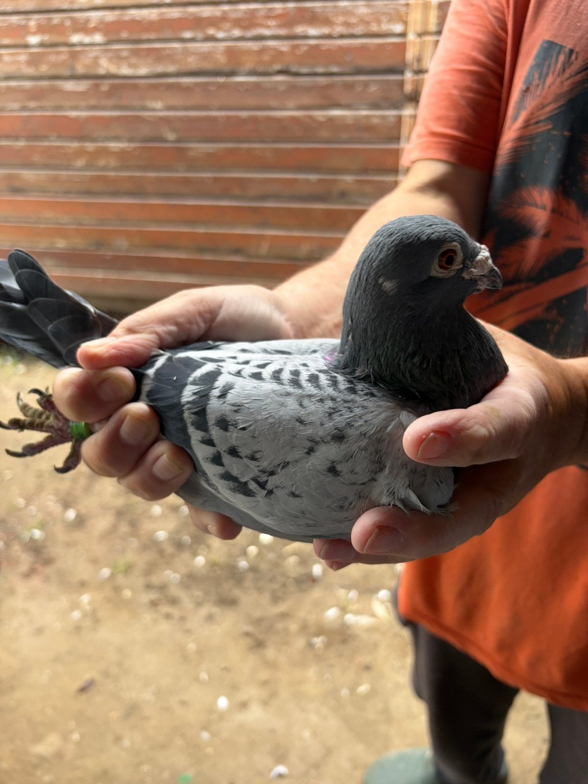 Duiver, Dieren en Toebehoren, Mannelijk, Postduif