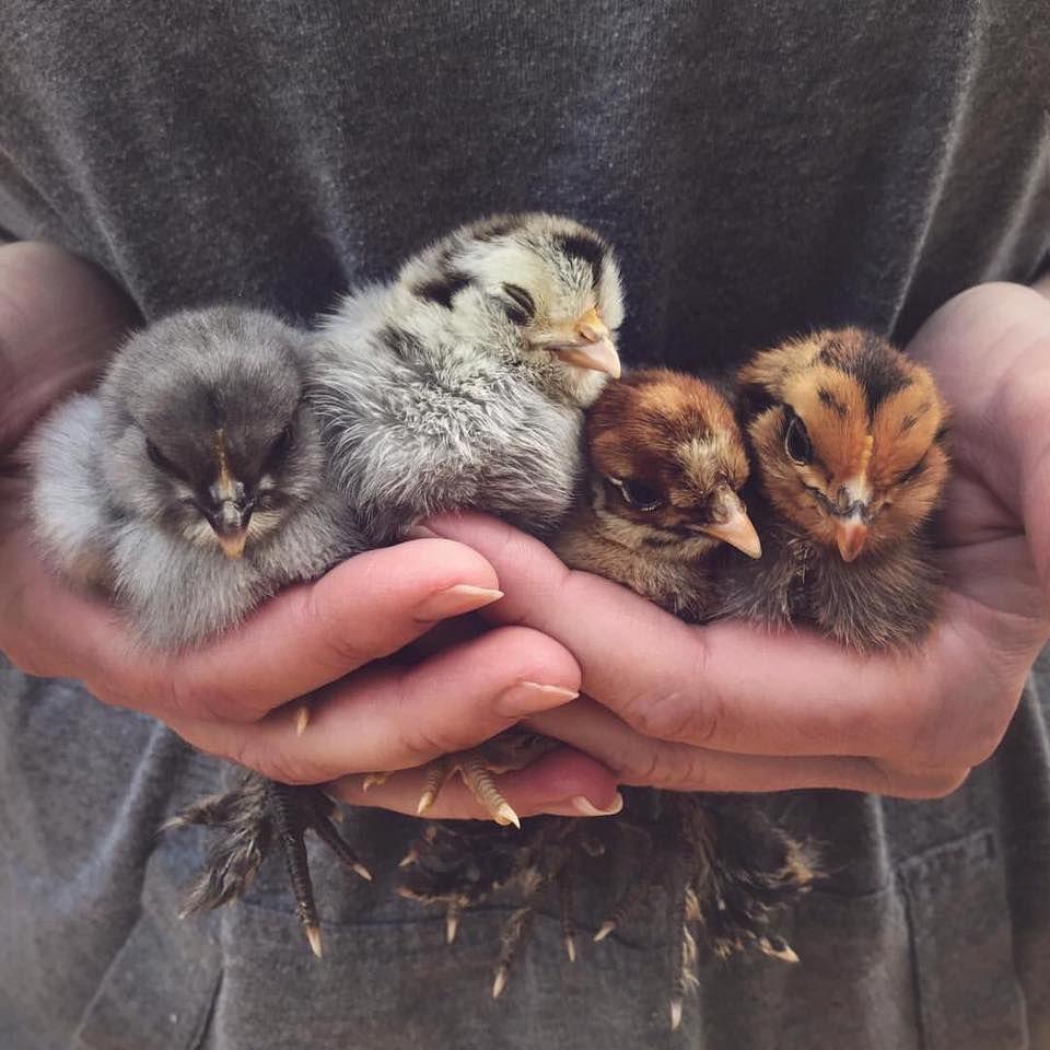 Kuikens van verschillende sierrassen 🐥🐣, Dieren en Toebehoren, Pluimvee