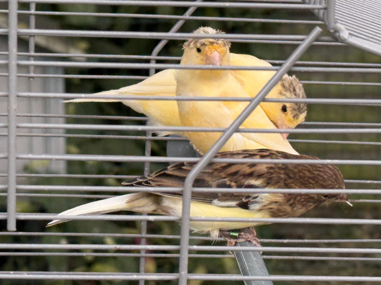 Jonge kanaries 2026, Dieren en Toebehoren, Vogels | Kanaries, Geslacht onbekend