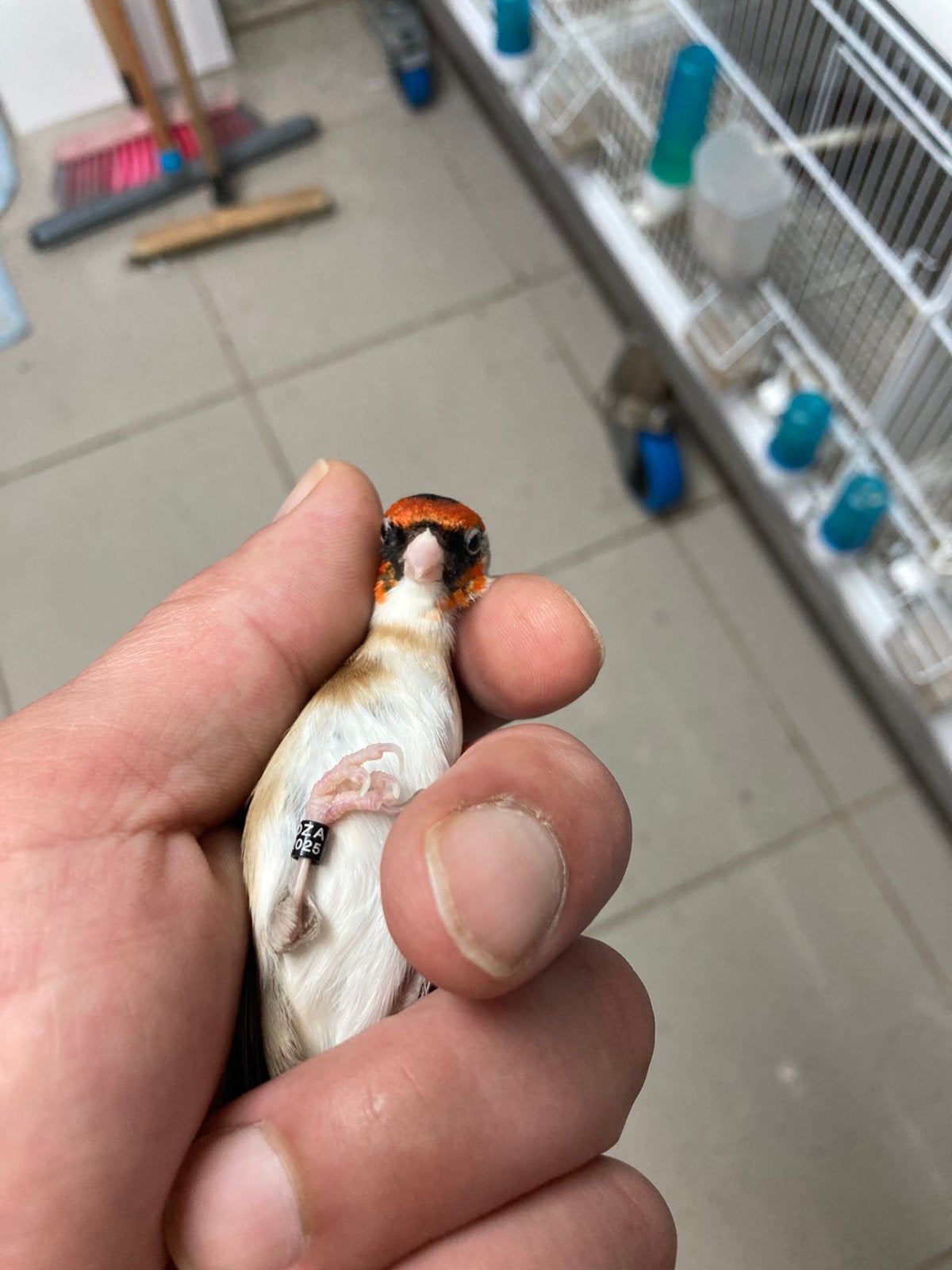 Male parva, Animaux & Accessoires, Mâle