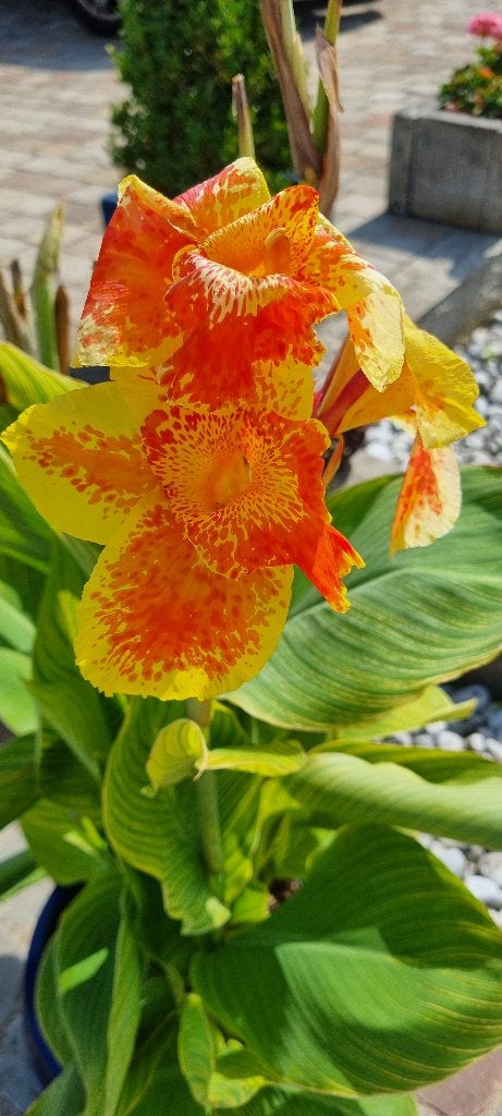 Canna Roma Tiger, Ophalen of Verzenden