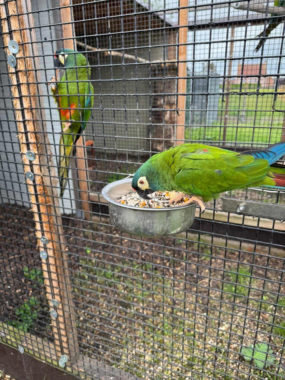 Voor taxidermie / overleden ara maracana, Ophalen