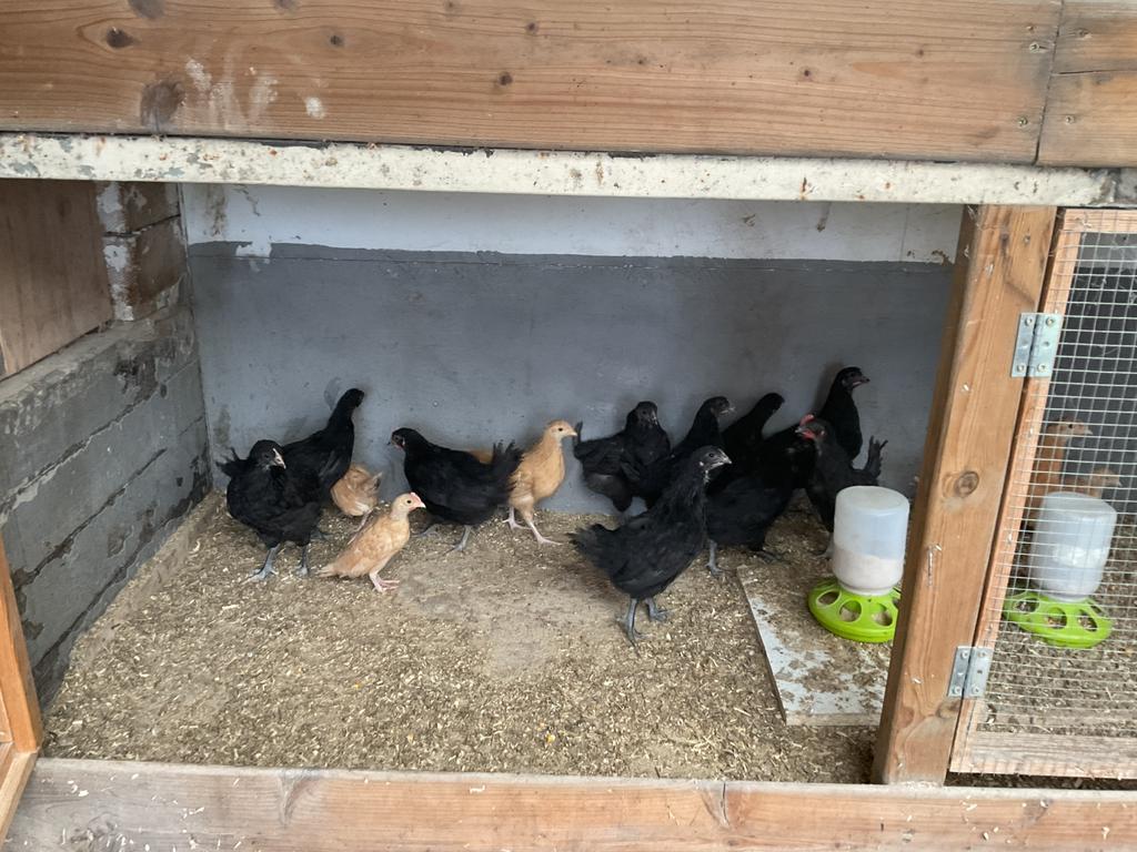 Kuikens herve hoen, Dieren en Toebehoren, Pluimvee