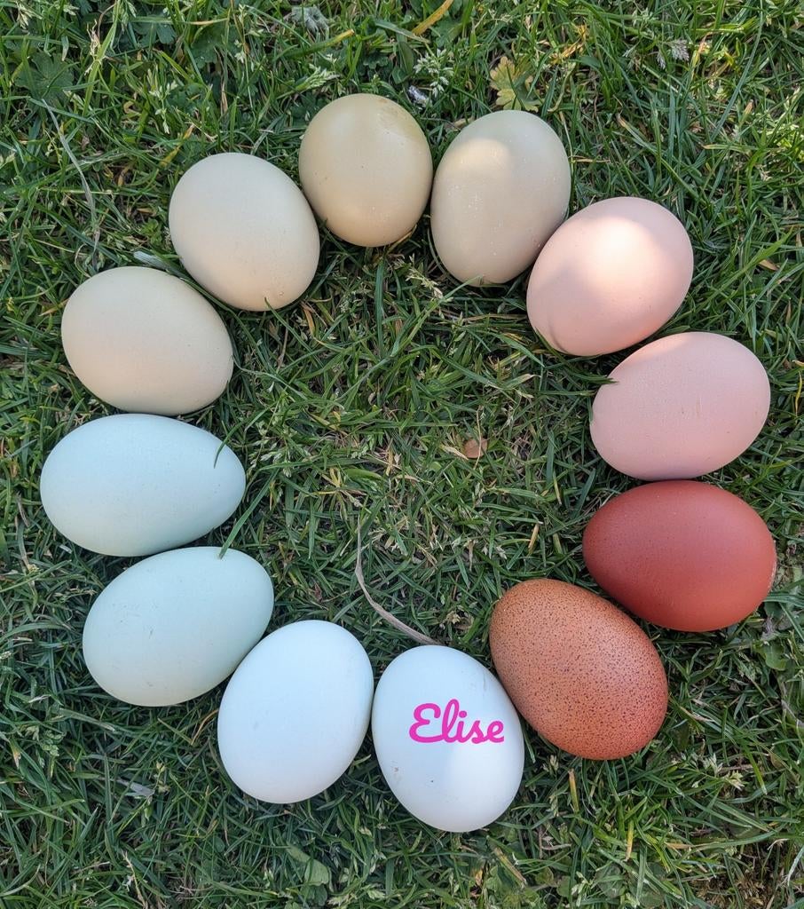 Broedeieren kleurleggers kippen olijfleggers easter egger, Kip