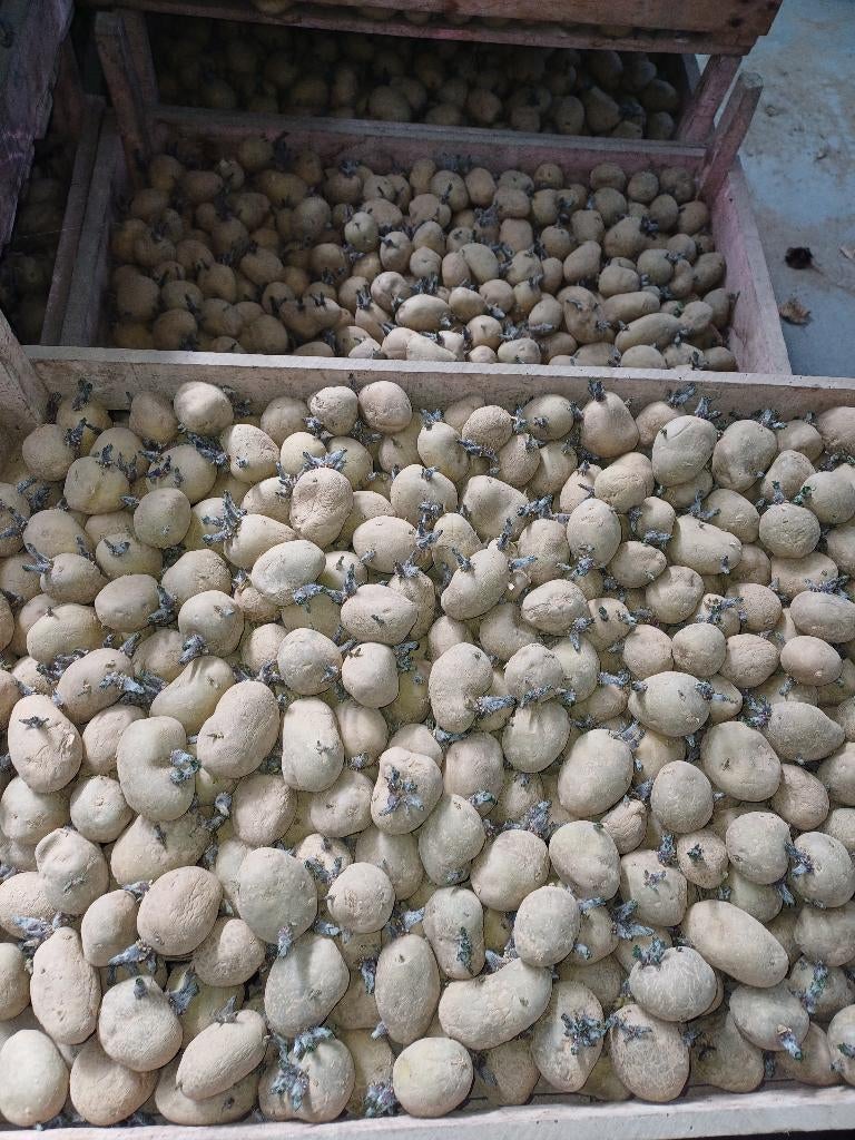 aardappel pootgoed Frieslander/Amora/Bintje, Ophalen