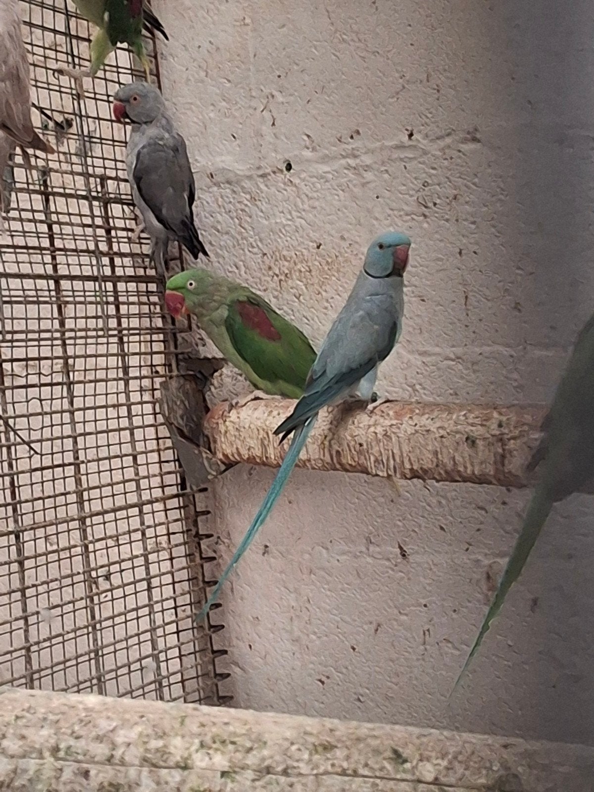Couple reproducteur de perruches à collier, Animaux & Accessoires, Oiseaux | Perruches & Perroquets