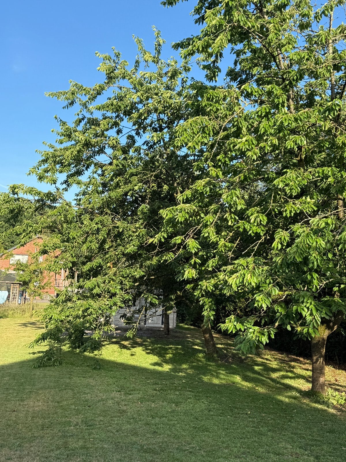 GRATIS kersenboom incl. hout (Zelf rooien & wortels verw.), Ophalen