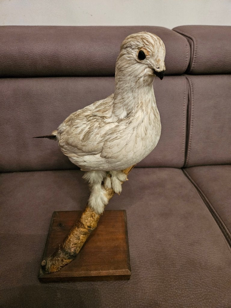 Taxidermische duif witte stierengevechtstrommel, Verzamelen, Ophalen, Gebruikt, Vogel, Opgezet dier