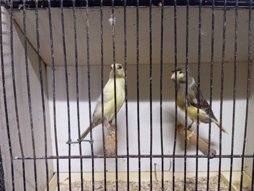 koppel kanaries met kuif c282 259 2026, Dieren en Toebehoren