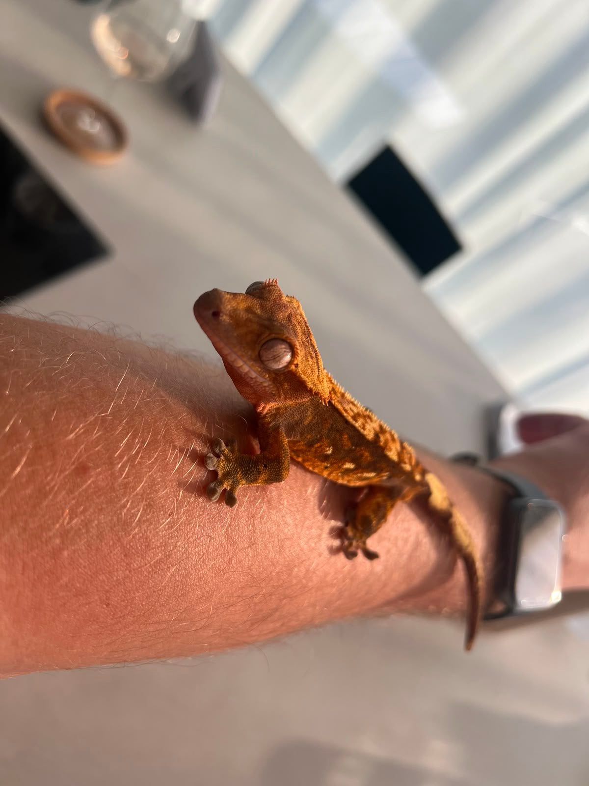 Wimpergekko man 3 jaar oud met terrarium of zonder, Dieren en Toebehoren, Reptielen en Amfibieën, Hagedis, Met terrarium, 3 tot 6 jaar