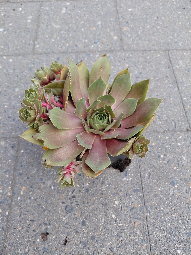 Sempervivum Othello, Ophalen