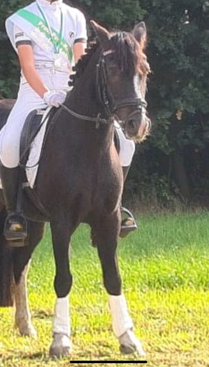 Goude C pony te koop, Dieren en Toebehoren, Merrie, 11 jaar of ouder