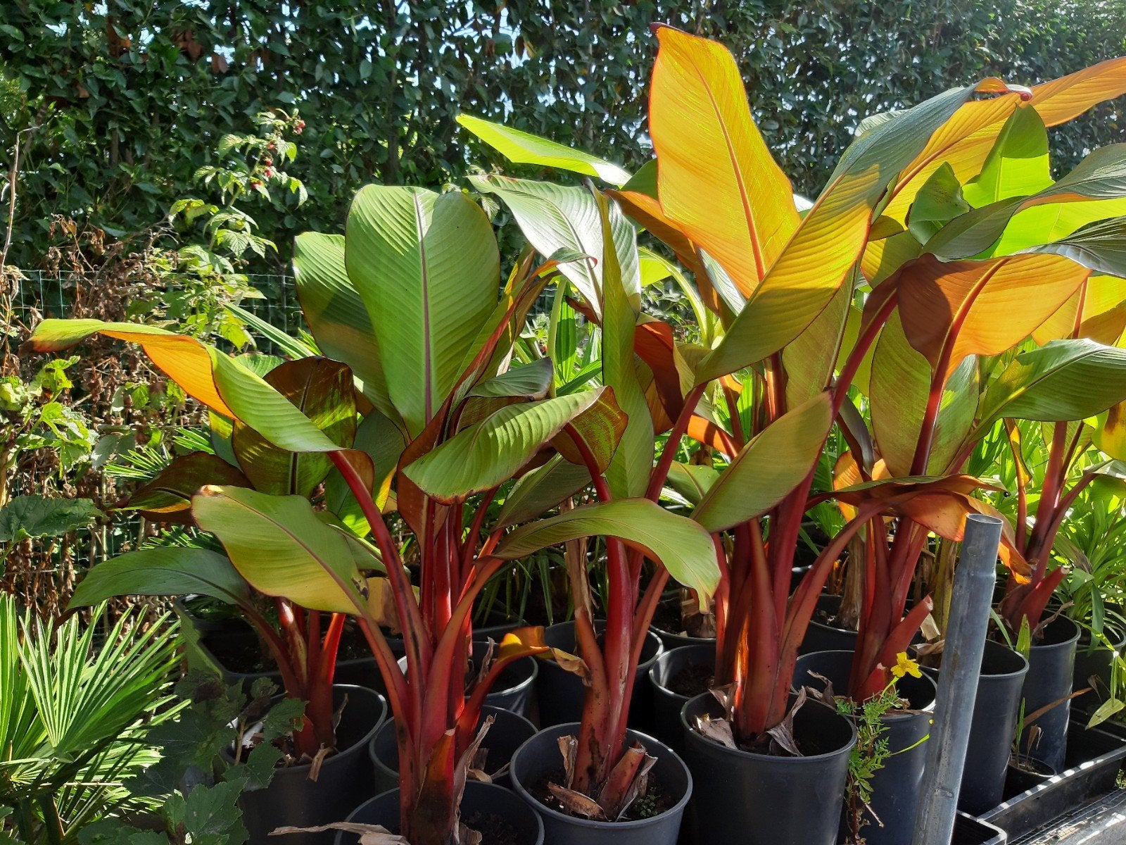 Bananenplanten, Tuin en Terras, Ophalen