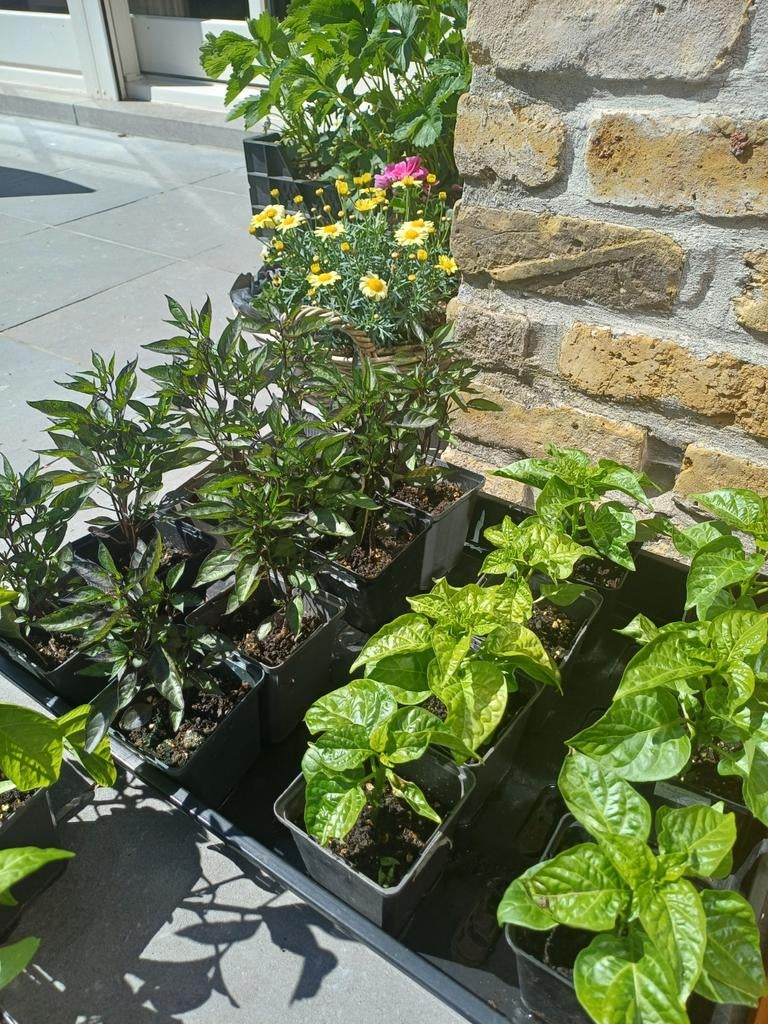 Peper plantjes _ habanero & thaise pili pili, Tuin en Terras, Ophalen
