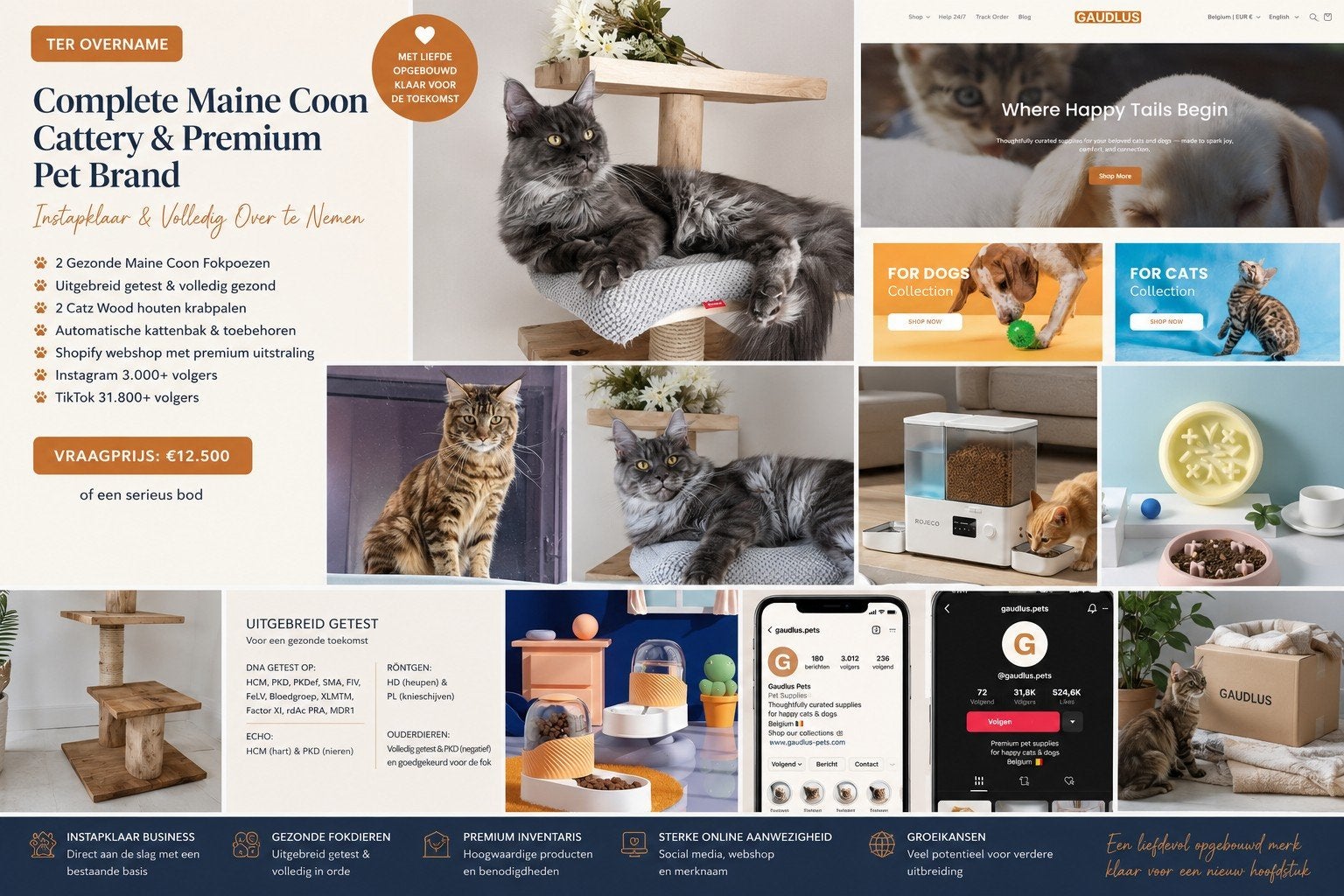 Complete Maine Coon Cattery & Merk ter Overname, Plusieurs animaux, À poils longs, 3 à 5 ans