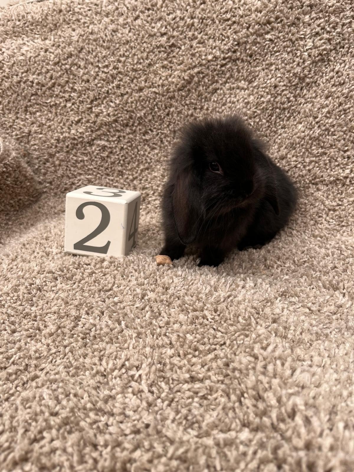 Hangoor konijntje mannetje, Dieren en Toebehoren, Konijnen, Mannelijk, Klein, Hangoor, 0 tot 2 jaar