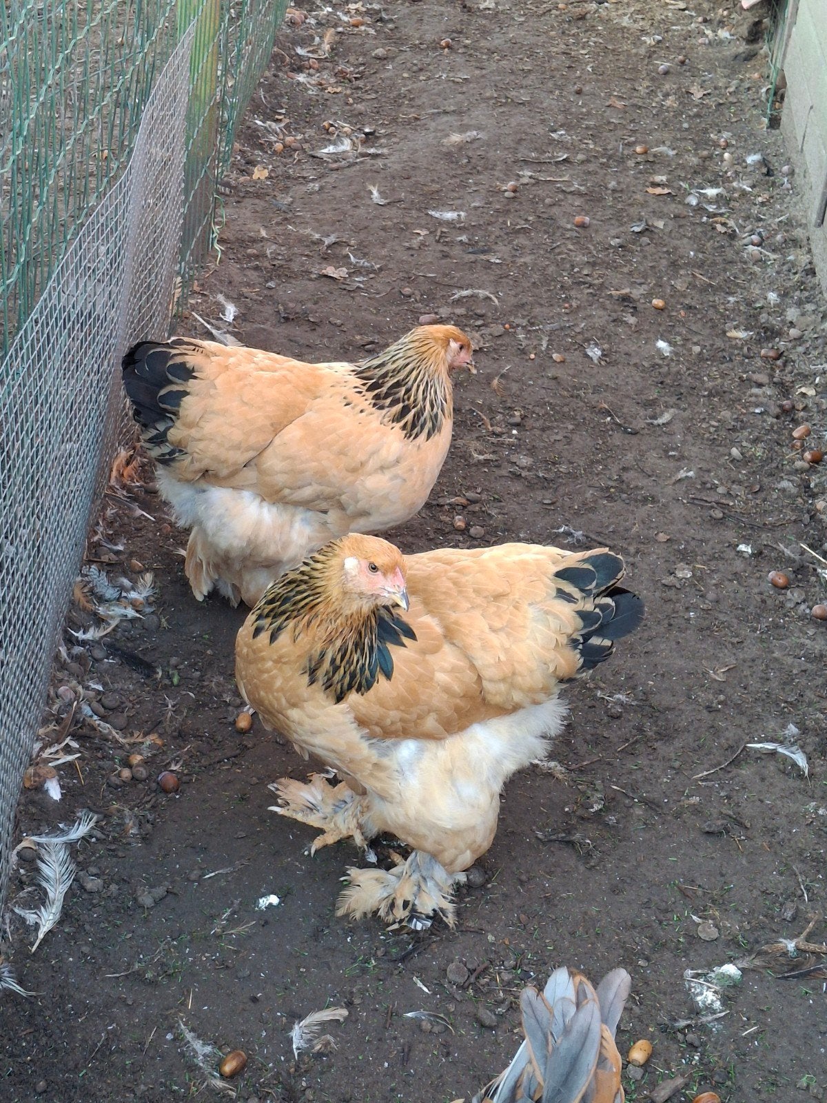 2 brahma buff zwart hennen, Dieren en Toebehoren