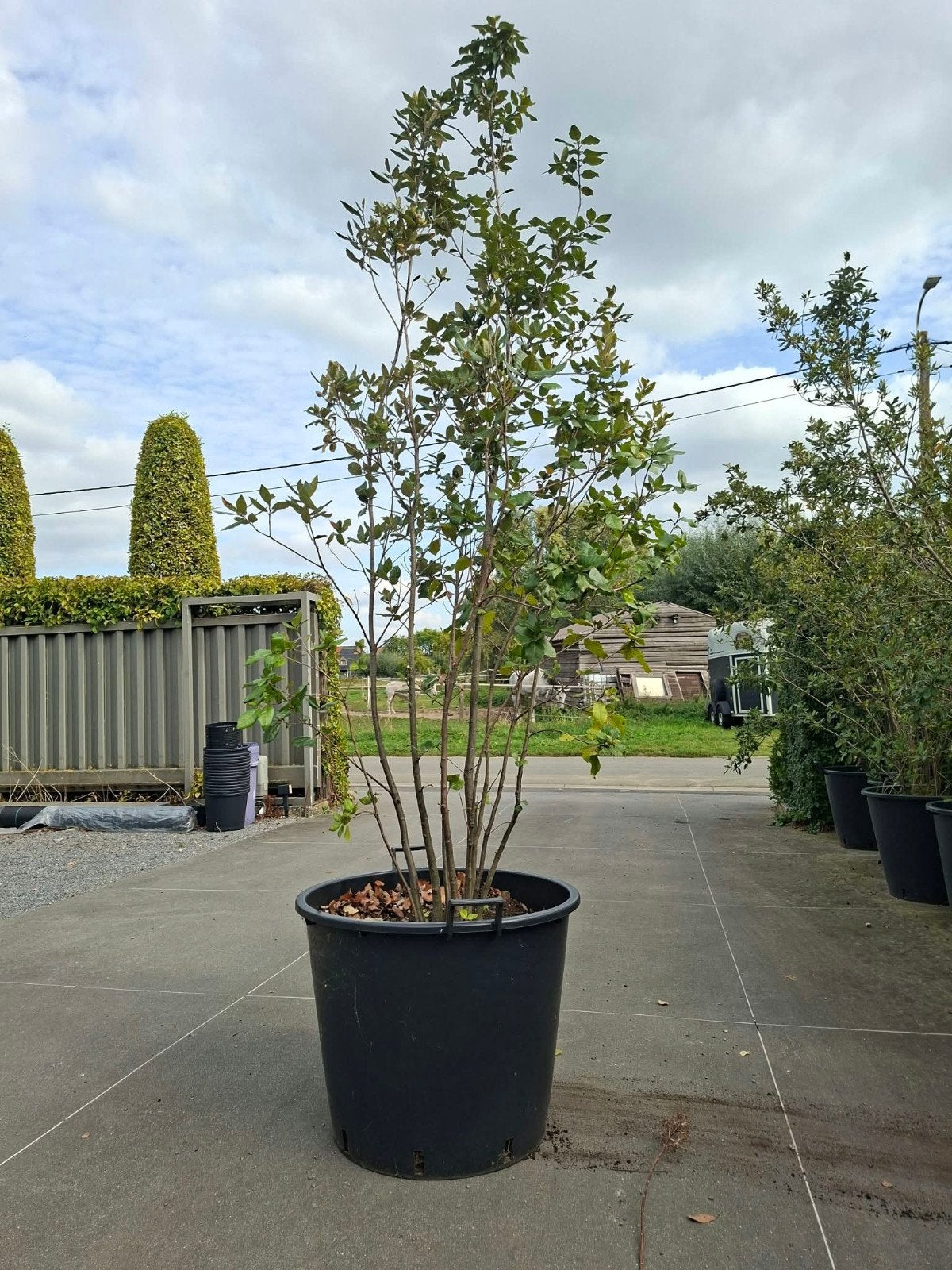 ‼️quercus ilex meerstammig aan promoprijzen ‼️, Ophalen