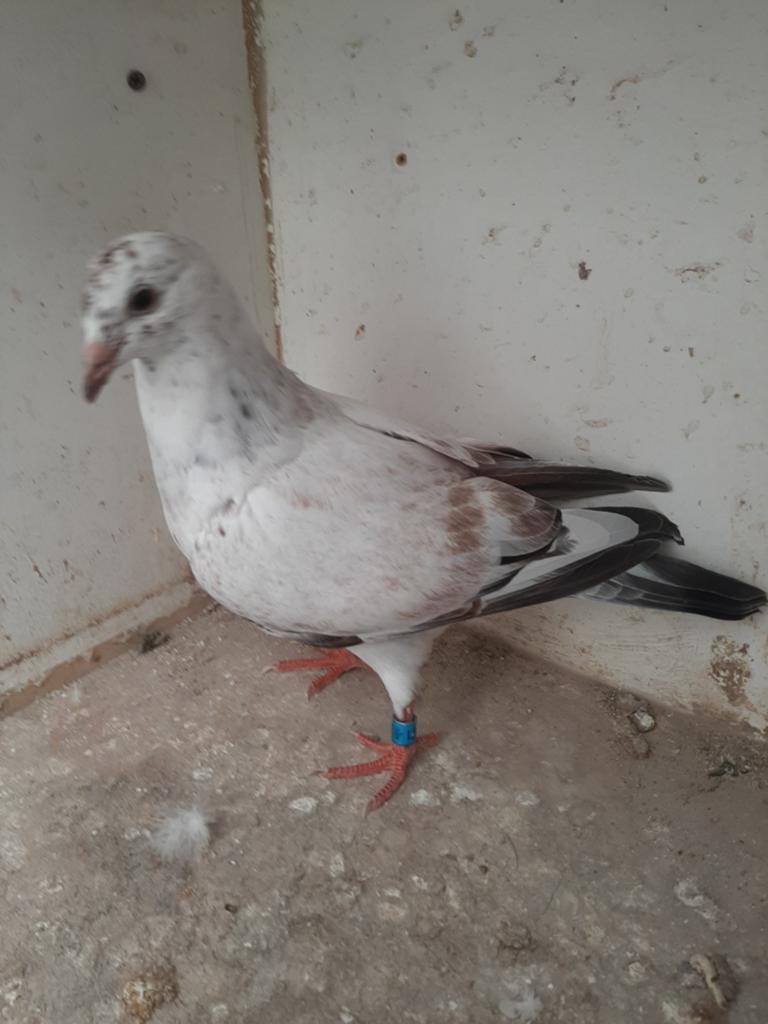 Jonge postduiven 2026, Dieren en Toebehoren, Vogels | Duiven, Meerdere dieren, Postduif