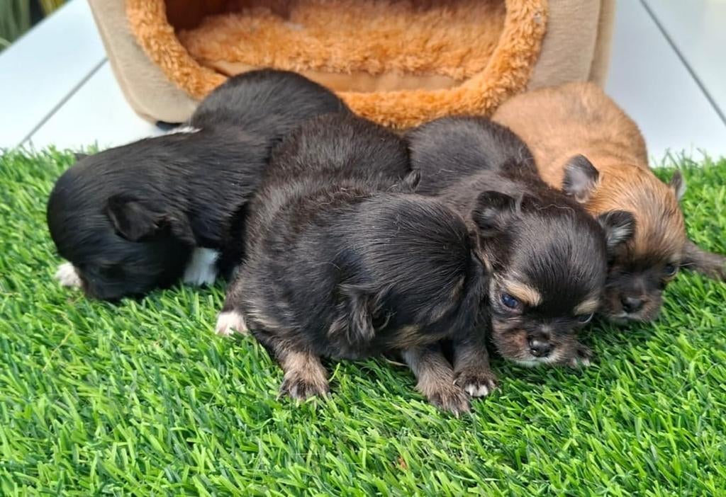 Beaux petits chiots chihuahua, Particulier, Hépatite contagieuse (maladie de Rubarth), Autres races, 8 à 15 semaines