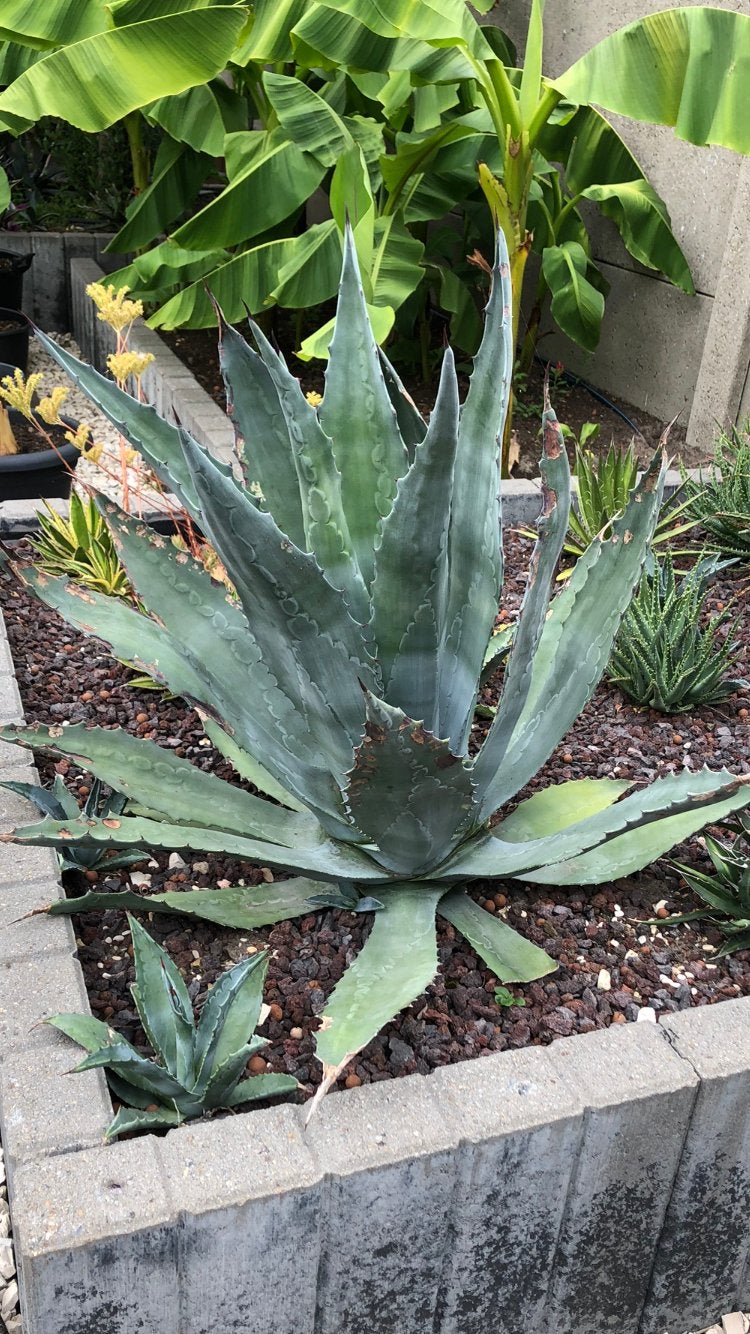 Jonge agave, Ophalen