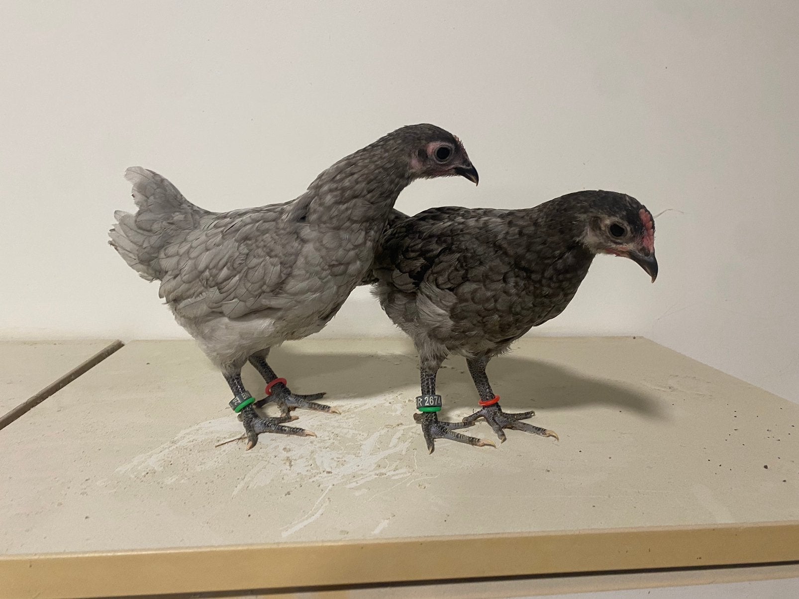 Australorp kriel koppel blauw, Dieren en Toebehoren