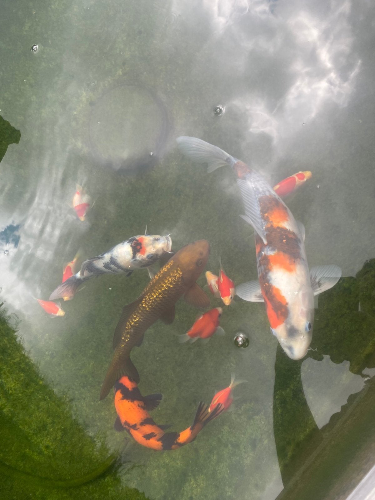 Japanse koi’s (samen)