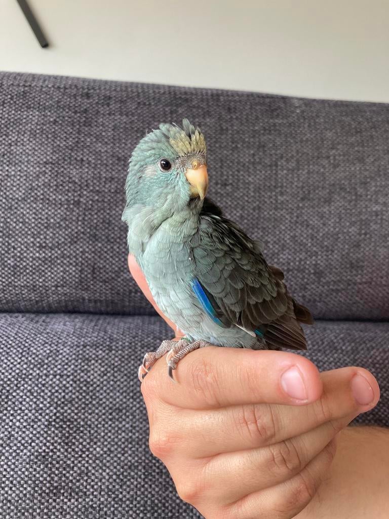 Jonge kakariki’s, Bagué