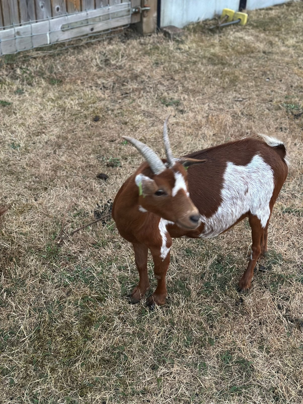 Dwerggeit abrikoos, Dieren en Toebehoren, Vrouwelijk, Geit, 3 tot 5 jaar