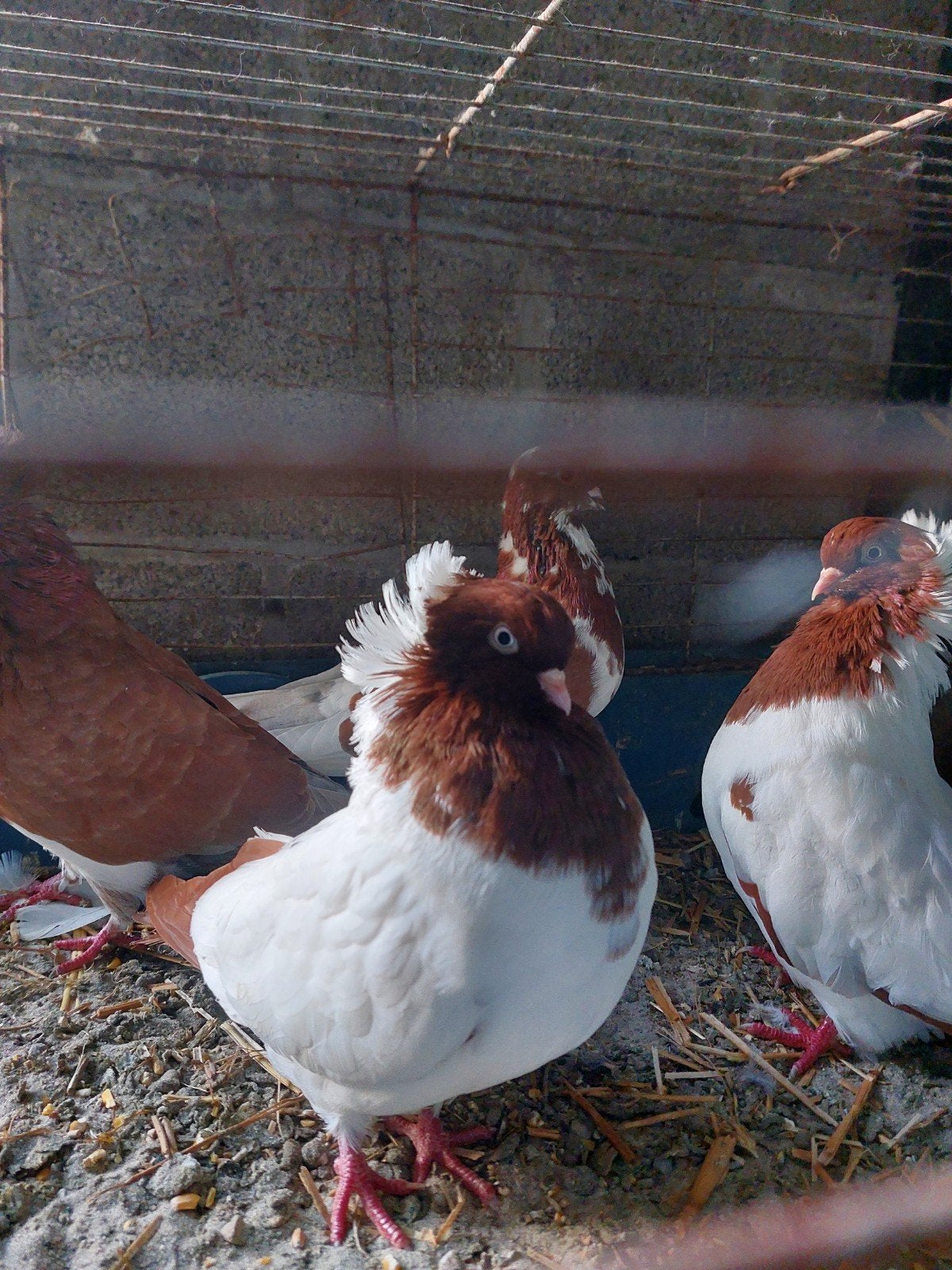 bruine nonduiven, Dieren en Toebehoren, Meerdere dieren, Overige soorten