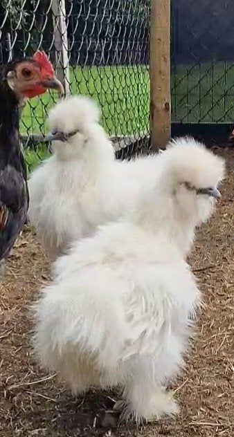 4 Zijdehoentjes