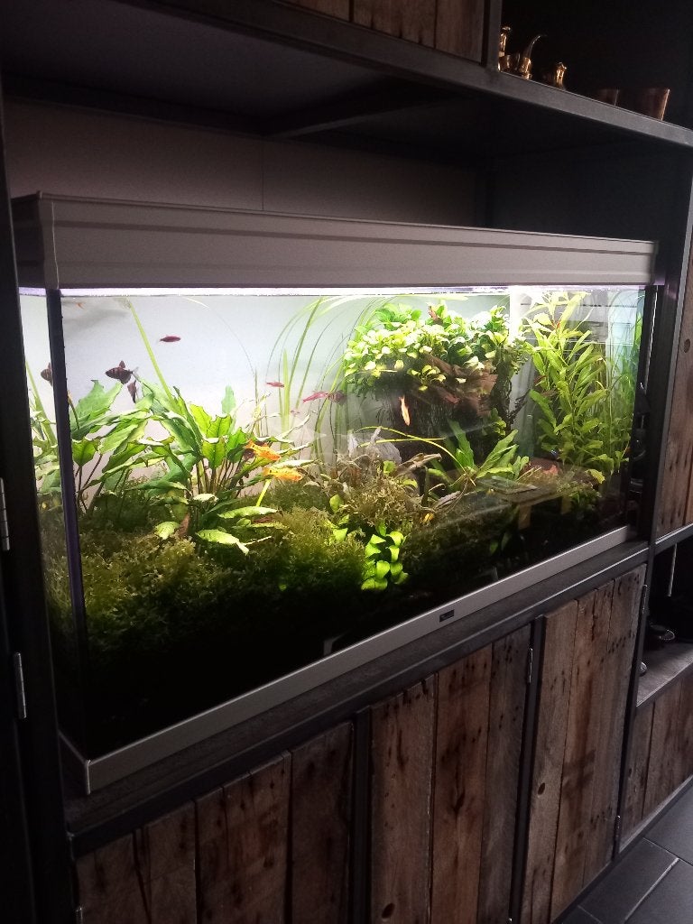 Aquarium, Aquatlantis, Enlèvement, Utilisé, Plantes incluses